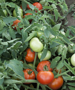 Tomatoes on the Vine at the Tree Farm